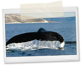 Les Baleines